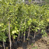 3 Yaş Tüplü Washington Portakal Fidanı thumbnail 2