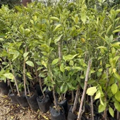 Meyve Verir Durumda Valencia Portakal Fidanı (Tüplü) thumbnail 3