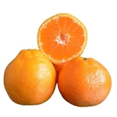 Çekirdeksiz Tüplü Yarı Bodur Bodrum Mandalinası thumbnail 1