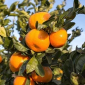 3 Yaş Satsuma Rize Mandalinası (Soğuklara Dayanıklı , Tüplü) - 1