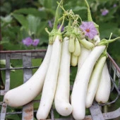 Erkenci Casper Beyaz Patlıcan Tohumu thumbnail 1