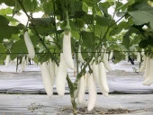 Erkenci Casper Beyaz Patlıcan Tohumu thumbnail 2