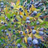 Siyah Hambeles (Murt) Fidanı (Tüplü) - 2