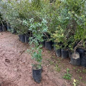 Tüplü Beyaz Hambeles (Murt) Fidanı - 3