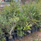 Tüplü Beyaz Hambeles (Murt) Fidanı - 4