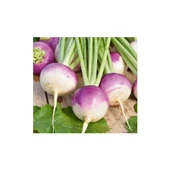 Bursa Tohum Bt Burşal Şalgam 5 Paket - 1