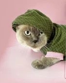 Greenco Bunny Kapsonlu Sweatshirt Kedi Elbisesi Süeteri Kedi Kıyafeti - 3