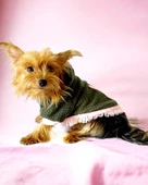 Greenco Bunny Kapşonlu Sweat Elbise by Kemique Köpek Kazağı - 2