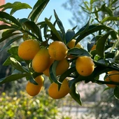 4 Yaş Aşılı Nagami Kamkat Süs Portakalı Fidanı, (Tüplü) thumbnail 1