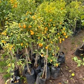 4 Yaş Aşılı Nagami Kamkat Süs Portakalı Fidanı, (Tüplü) thumbnail 3