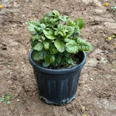 Geleneksel Katmerli Full Çiçeği, Büyük Boy (Anaç) thumbnail 3