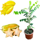 Carambola (Yıldız Meyvesi) Star Fruit Fidanı - 1
