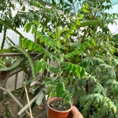 Carambola (Yıldız Meyvesi) Star Fruit Fidanı - 4