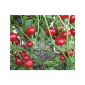 Bursa Tohum Bt Yakantop Acı 25Gr - 1