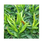 Bursa Tohum Bt Beşparmak 25 Gr 5 Paket - 1