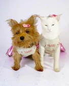 Yassi Glitz Kedi Elbisesi, Kedi Kıyafeti , Kedi Kostümü thumbnail 5