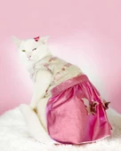 Yassi Glitz Kedi Elbisesi, Kedi Kıyafeti , Kedi Kostümü thumbnail 1