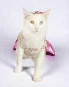 Yassi Glitz Kedi Elbisesi, Kedi Kıyafeti , Kedi Kostümü thumbnail 3