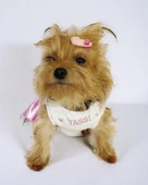 Yassi Glitz Köpek Elbisesi, Köpek Kıyafeti - 3