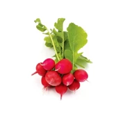 Bursa Tohum Cherry Belle Fındık Turp 25Gr 5 Paket - 1