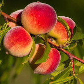 20 KG KAOLİN KİLİ ÇÖZELTİSİ - 3