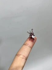 El Yapımı Mini Murano Cam Köpek Biblo A173-01 thumbnail 4