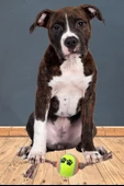 Renkli Halat Ve Tenis Toplu Yumaklı Köpek Çekiştirme Halat Oyuncağı (4401) - 5