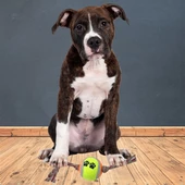 Renkli Halat Ve Tenis Toplu Yumaklı Köpek Çekiştirme Halat Oyuncağı (4401) - 2