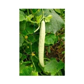 Bursa Tohum Bt Anadolu Acur 016 25Gr - 1