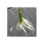 CİT-POWER 250 GR KÖKLENDİRİCİ ORKİDE,SÜS BİTKİLERİ, SEBZE ,MEYVE - 3