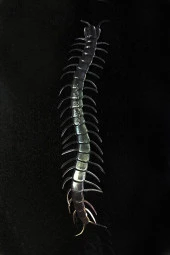 Şeffaf Renk Karanlıkta Parlayan Fosforlu Kırkayak 13 cm 1 Adet - 2