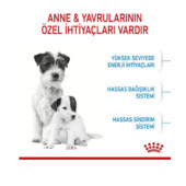 Royal Canin Mini Starter Mother & Babydog Kuru Köpek Maması 4 kg - 3