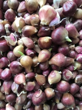 TEK DİŞ MÜRDÜK SARIMSAĞI TOHUMU (ARPACIK) 50 GR ORT 150 AD TOHUM thumbnail 1