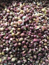 TEK DİŞ MÜRDÜK SARIMSAĞI TOHUMU (ARPACIK) 50 GR ORT 150 AD TOHUM thumbnail 2