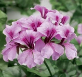 Sakız Sardunya Tohumu - Lila Renkli ( 3 Tohum ) - 1