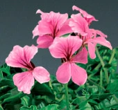 Sakız Sardunya Tohumu - Pembe Renkli ( 3 Tohum ) - 1