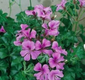 Sakız Sardunya Tohumu - Lila Renkli ( 3 Tohum ) - 2