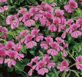 Sakız Sardunya Tohumu - Pembe Renkli ( 3 Tohum ) - 2