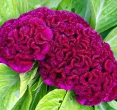 Horoz İbiği Balta Tohumu Japon - Mor Renkli ( 20 Tohum ) - 1