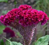 Horoz İbiği Balta Tohumu Japon - Mor Renkli ( 20 Tohum ) - 2