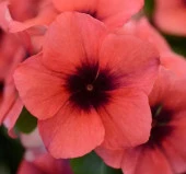 Rozet Çiçeği Tohumu Tattoo Serisi - Turuncu Siyah Renkli ( 5 Tohum ) - 1