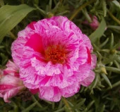 İpek Çiçeği Tohumu Duble Katlı - Kırçıllı Kırmızı Renkli ( 25 Tohum ) - 1