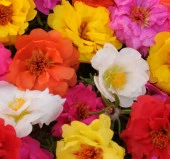 İpek Çiçeği Tohumu Duble Katlı - Tropik Karışık Renkli ( 25 Tohum ) - 1