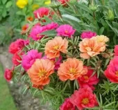 İpek Çiçeği Tohumu Duble Katlı - Tropik Karışık Renkli ( 25 Tohum ) - 2