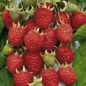 Tüplü yediveren Polka Ahududu boy 100-120 cm - 1