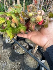 Tüplü yediveren Polka Ahududu boy 100-120 cm - 2