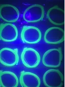 eagenset Su Yeşili Fosforlu Karanlıkta Parlayan Glow  Luminous in The Dark Ultraviyole (UV) Neon Poşet Çapari Simi - 6