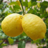 Nadir Bulunan Yarı Bodur Kütdiken Tüplü Limon Fidanı - 1