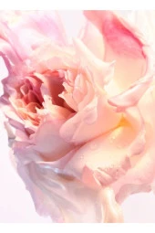 Bvlgari Bvlgarı Rose Goldea Blossom Delight Edt 75 Ml Parfüm - 4