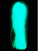 eagenset Fosforlu Karanlıkta Parlayan, Mavi Glow Luminous in Dark Ultraviyole (UV) Neon 1 Adet Poşet Çapari Simi - 10